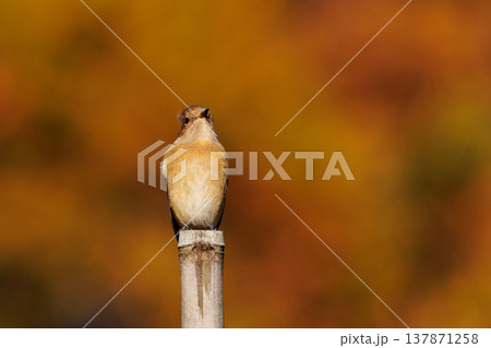 ジョビコの愛称で可愛らしい仕草が愛される冬鳥の ジョウビタキの雌 ジョビコの愛称で可愛らしい仕草が愛される冬鳥の ジョウビタキの雌 137871258