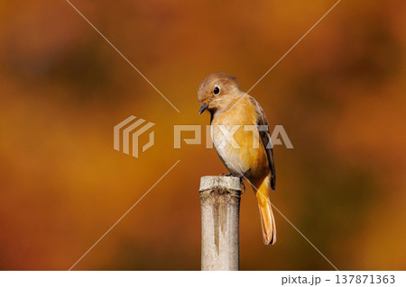 ジョビコの愛称で可愛らしい仕草が愛される冬鳥の ジョウビタキの雌 137871363