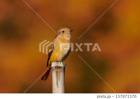 ジョビコの愛称で可愛らしい仕草が愛される冬鳥の ジョウビタキの雌 ジョビコの愛称で可愛らしい仕草が愛される冬鳥の ジョウビタキの雌 137871370