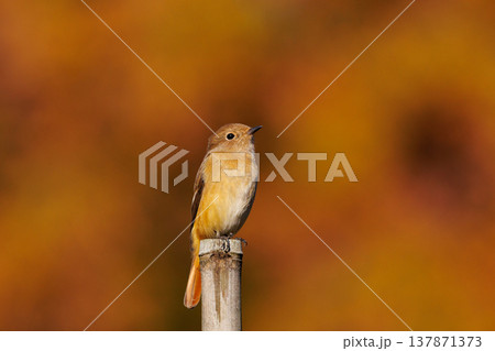 ジョビコの愛称で可愛らしい仕草が愛される冬鳥の ジョウビタキの雌 137871373