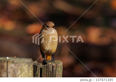 ジョビコの愛称で可愛らしい仕草が愛される冬鳥の ジョウビタキの雌 137871385