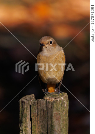 ジョビコの愛称で可愛らしい仕草が愛される冬鳥の ジョウビタキの雌 137871391