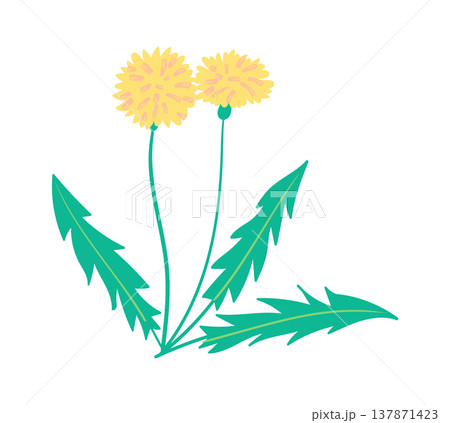 Dandelion Pair Botanical Line Art Dandelion Pair Botanical Line Art 137871423