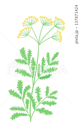 Wildflower Stem Botanical Line Art Wildflower Stem Botanical Line Art 137871424