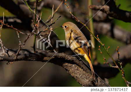 ジョビコの愛称で可愛らしい仕草が愛される冬鳥の ジョウビタキの雌 ジョビコの愛称で可愛らしい仕草が愛される冬鳥の ジョウビタキの雌 137871437