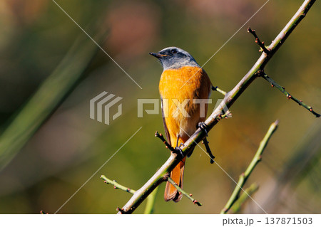 愛らしい仕草の冬鳥 ジョウビタキ 137871503