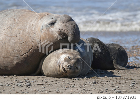 Elephant seal family, Peninsula Valdes, Chubut Province, Patagonia, Argentina Elephant seal family, Peninsula Valdes, Chubut Province, Patagonia, Argentina 137871933