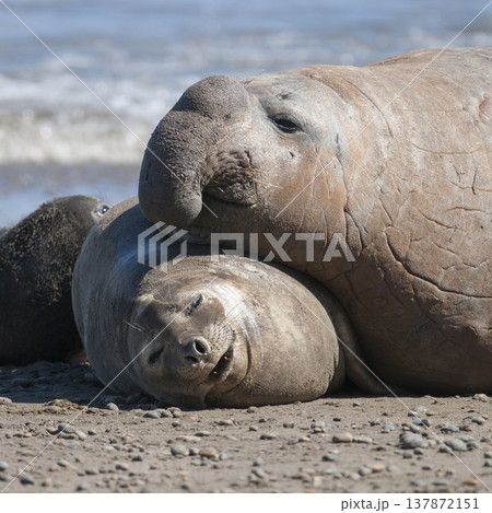 Elephant seal family, Peninsula Valdes, Patagonia, Argentina 137872151