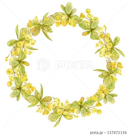 A round frame featuring a barberry wreath with yellow flowers and leaves, hand-drawn in watercolor on an isolated background. Simple spring botanical clip art with space for text. 137872156