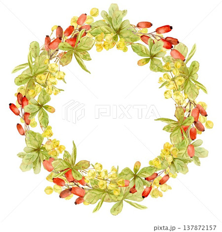 A round frame featuring a barberry wreath with red berries, yellow flowers, and leaves, hand-drawn in watercolor on an isolated background. Simple botanical clip art of a useful product. A round frame featuring a barberry wreath with red berries, yellow flowers, and leaves, hand-drawn in watercolor on an isolated background. Simple botanical clip art of a useful product. 137872157
