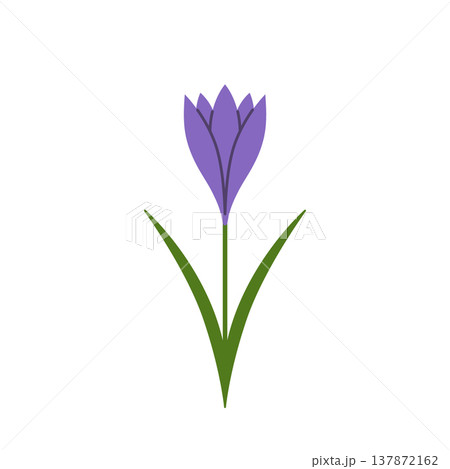 Saffron. Purple crocus. Spring flower with leaves. Flat vector illustration isolated on white background. 137872162