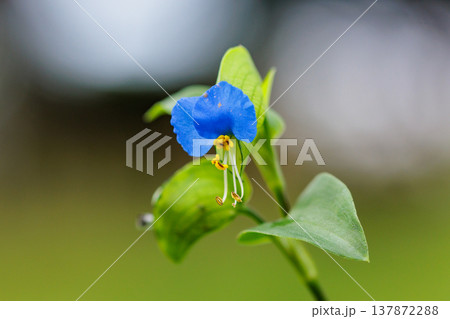朝に花を開き昼には閉じる朝露のような花 ツユクサ 朝に花を開き昼には閉じる朝露のような花 ツユクサ 137872288