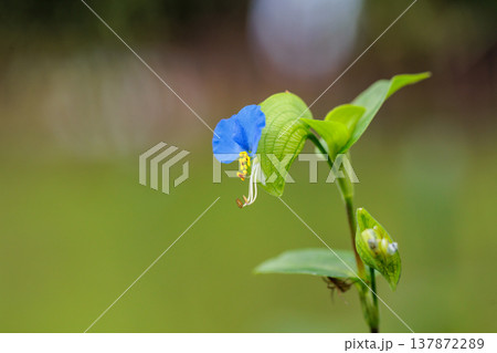 朝に花を開き昼には閉じる朝露のような花　ツユクサ 137872289