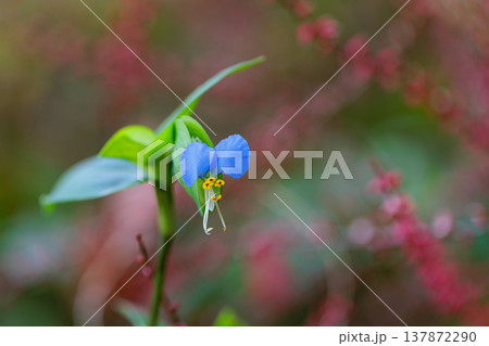 朝に花を開き昼には閉じる朝露のような花 ツユクサ 朝に花を開き昼には閉じる朝露のような花 ツユクサ 137872290