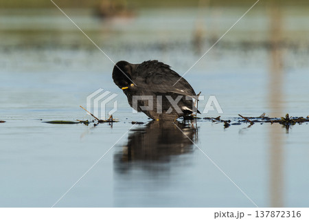 White winged Coot in her nest with chicks, La Pampa, Argentina 137872316