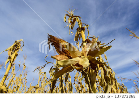Corn cob growing on plant ready to harvest, Argentine Countryside, Buenos Aires Province, Argentina Corn cob growing on plant ready to harvest, Argentine Countryside, Buenos Aires Province, Argentina 137872869