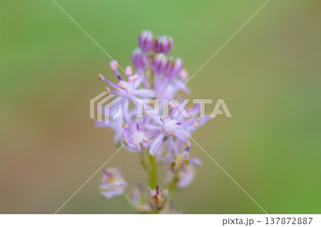 初秋の頃にピンクの綺麗な花を咲かせて密生するツルボ 137872887