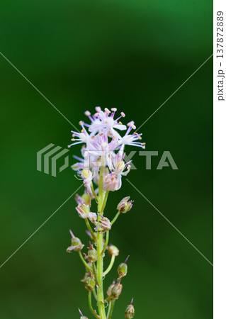 初秋の頃にピンクの綺麗な花を咲かせて密生するツルボ 137872889