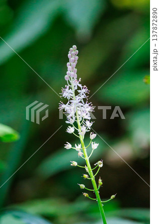 初秋の頃にピンクの綺麗な花を咲かせて密生するツルボ 137872890