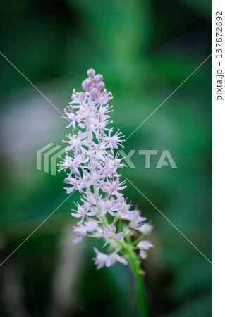 初秋の頃にピンクの綺麗な花を咲かせて密生するツルボ 初秋の頃にピンクの綺麗な花を咲かせて密生するツルボ 137872892