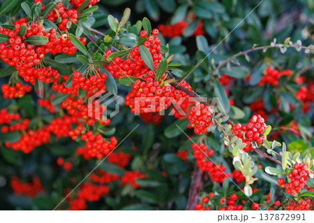 沢山の白い花が秋には赤い実になるピラカンサとも呼ばれるトキワサンザシ 137872991