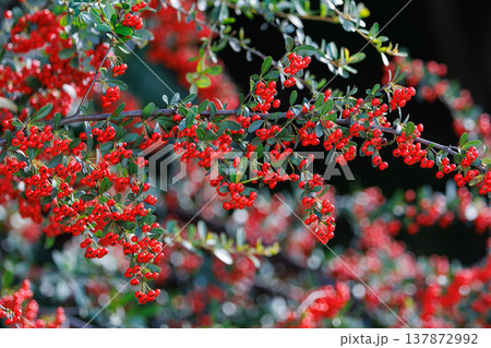 沢山の白い花が秋には赤い実になるピラカンサとも呼ばれるトキワサンザシ 137872992