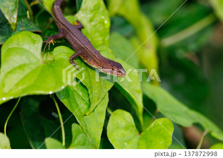 日本固有のトカゲ　ニホンカナヘビ 137872998