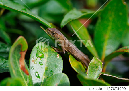 日本固有のトカゲ　ニホンカナヘビ 137873000
