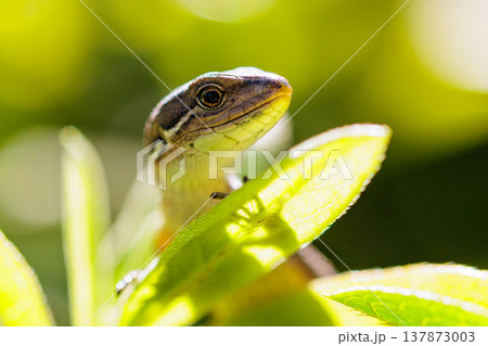 日本固有のトカゲ　ニホンカナヘビ 137873003
