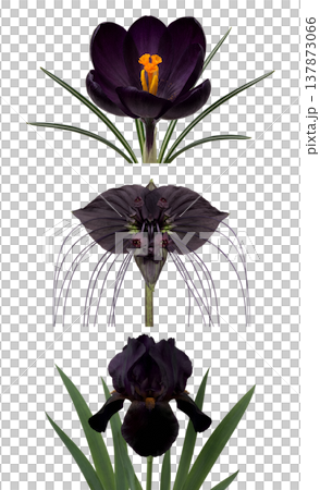 Elegant assortment of gothic and rare dark blooms, purple-black iris, unique tacca chantrieri, and deep crocus, isolated for floral arrangements 137873066