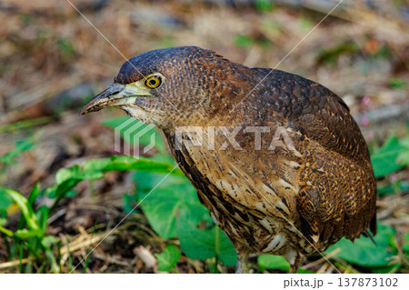 里山のシンボル、ミゾゴイ 137873102
