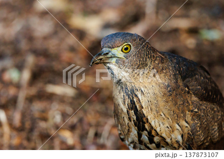 里山のシンボル、ミゾゴイ 137873107