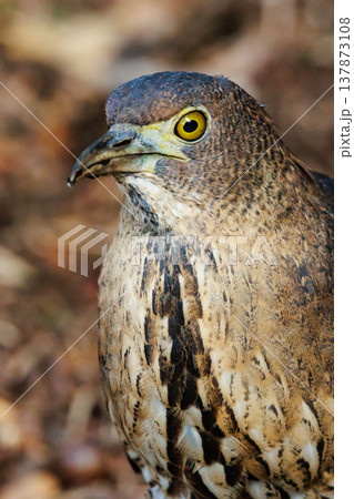 里山のシンボル、ミゾゴイ 137873108