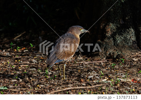 里山のシンボル、ミゾゴイ 137873113