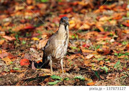 里山のシンボル、ミゾゴイ 137873127