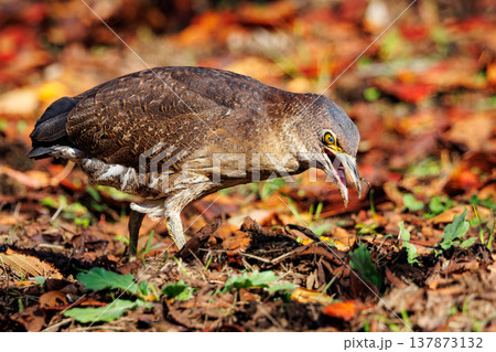 里山のシンボル、ミゾゴイ 137873132