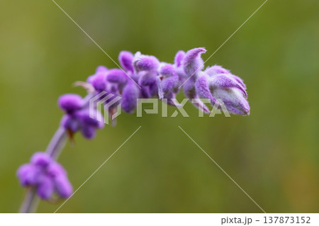 王立園芸協会ガーデン・メリット賞を受賞したメキシカンブッシュセージ 137873152