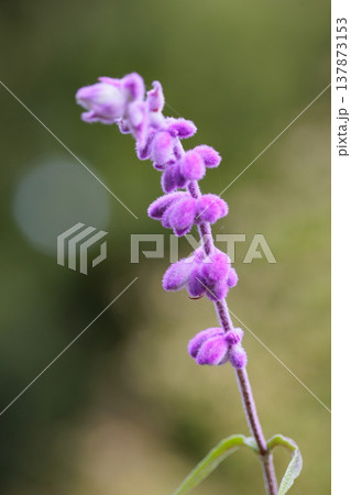 王立園芸協会ガーデン・メリット賞を受賞したメキシカンブッシュセージ 137873153