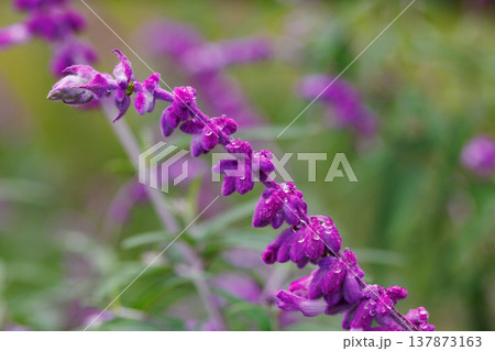 王立園芸協会ガーデン・メリット賞を受賞したメキシカンブッシュセージ 137873163