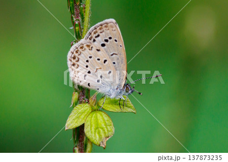 小型で綺麗だけれど繁殖適応力の高さから発見頻度の高い蝶　ヤマトシジミ 137873235
