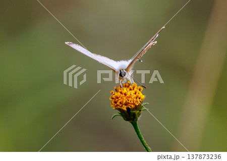 小型で綺麗だけれど繁殖適応力の高さから発見頻度の高い蝶　ヤマトシジミ 137873236