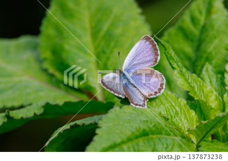 小型で綺麗だけれど繁殖適応力の高さから発見頻度の高い蝶　ヤマトシジミ 137873238