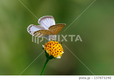 小型で綺麗だけれど繁殖適応力の高さから発見頻度の高い蝶　ヤマトシジミ 137873240