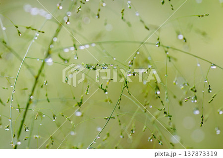 水と光りが作る輝き 137873319