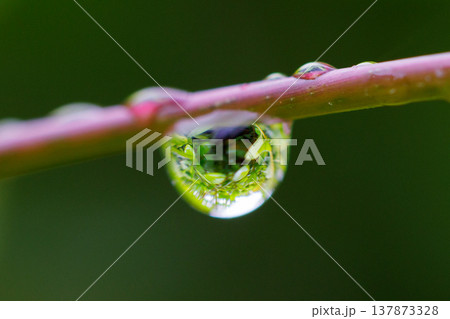 水と光りが作る輝き 137873328