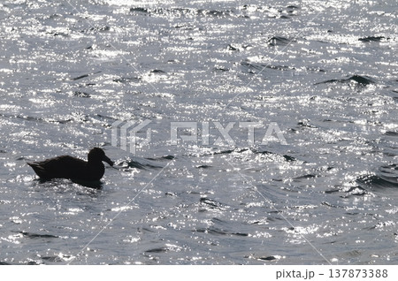Giant Petrel , Peninsula Valdes, Unesco World heritage site, Chubut Province, Patagonia, Argentina. Giant Petrel , Peninsula Valdes, Unesco World heritage site, Chubut Province, Patagonia, Argentina. 137873388