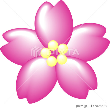 桜花一輪 濃いピンク 桜花一輪 濃いピンク 137873389