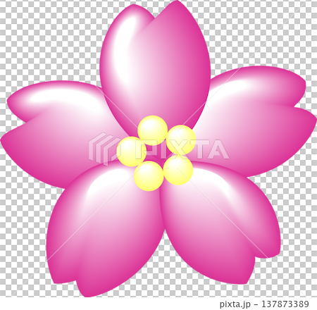 A single cherry blossom, deep pink. 137873389