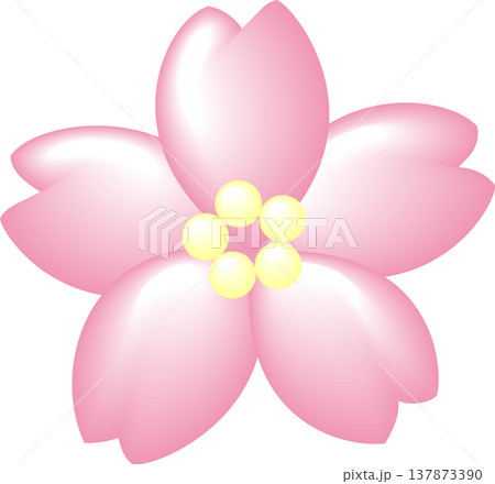 桜花一輪 淡いピンク 桜花一輪 淡いピンク 137873390