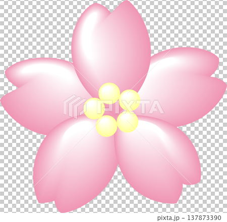 桜花一輪 淡いピンク 桜花一輪 淡いピンク 137873390